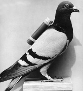 A Homing Pigeon with Message to be delivered attached to it.